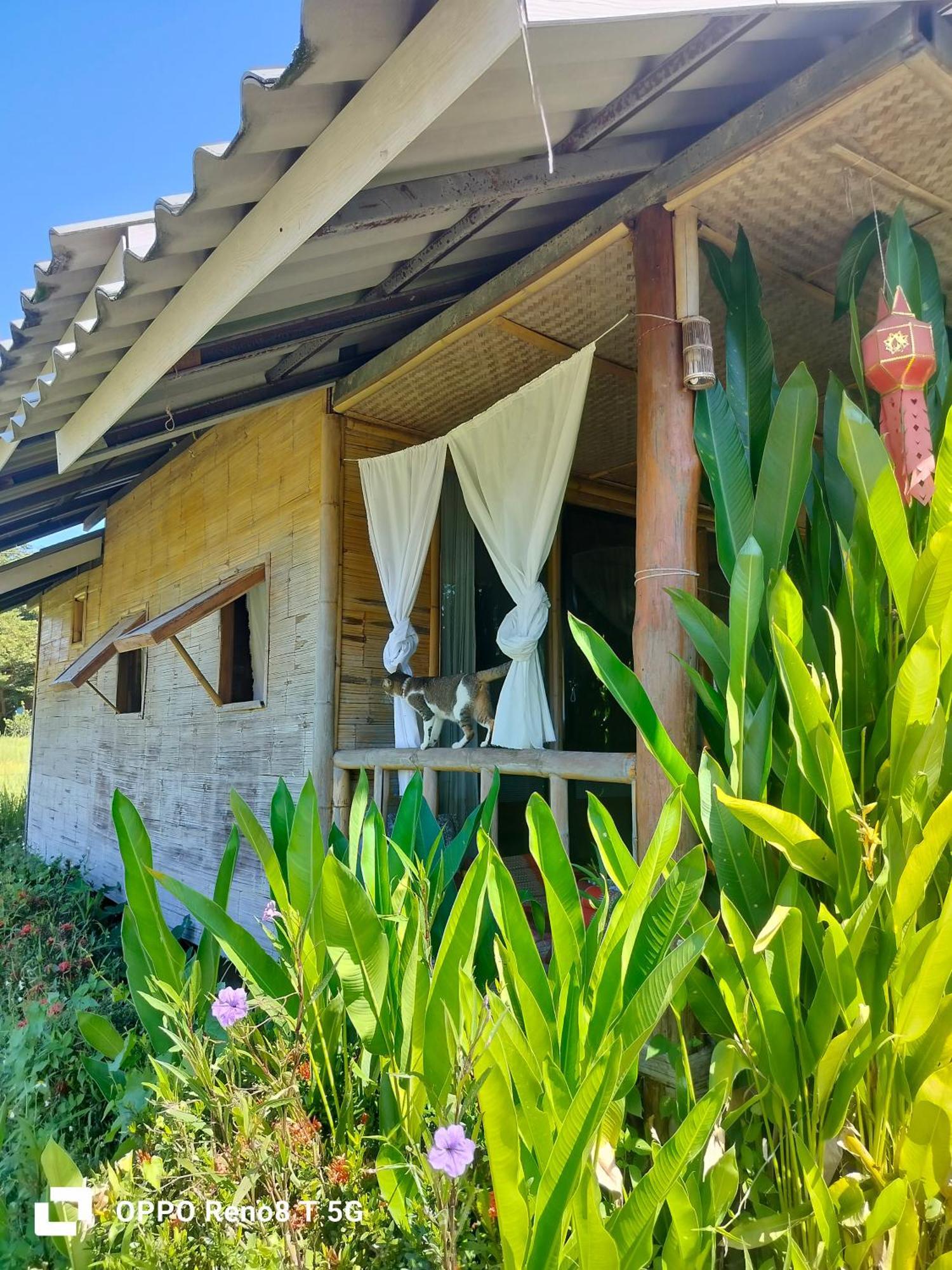 Tulip Resort Pai Buitenkant foto